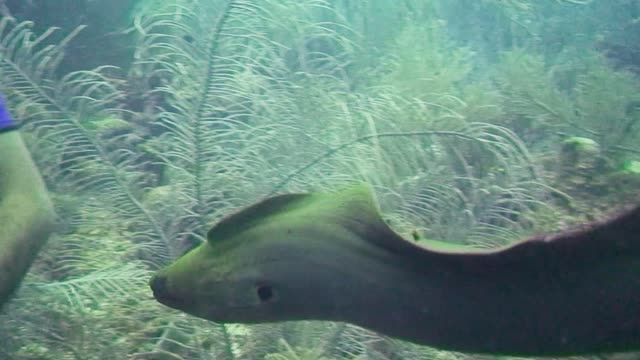 The scary moment the eels attack the diver