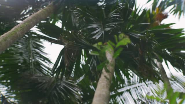 Kerala - The Real Beauty of Nature 4K