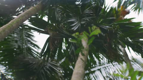 Kerala - The Real Beauty of Nature 4K