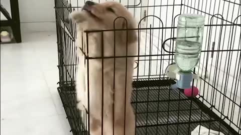 Funniest & Cutest Golden