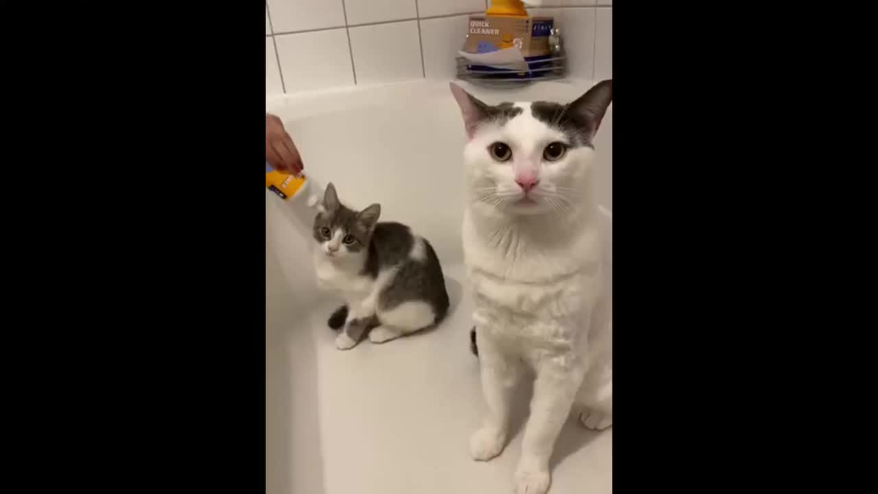 Bath time routine for two calm cats