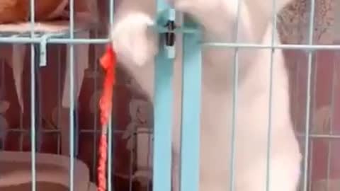 Scaring cute cat trying to get out of the cage!