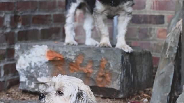 Beautiful puppies