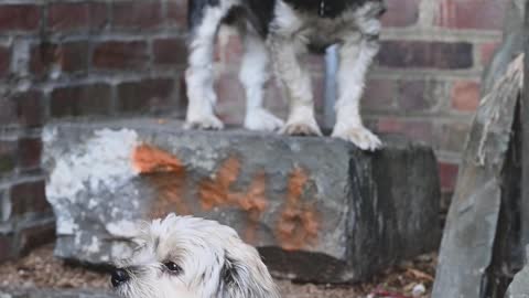 Beautiful puppies