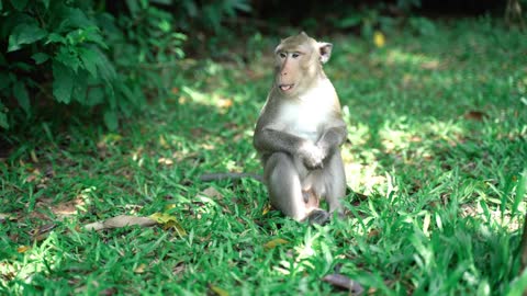 Funny ape enjoying the nature view!