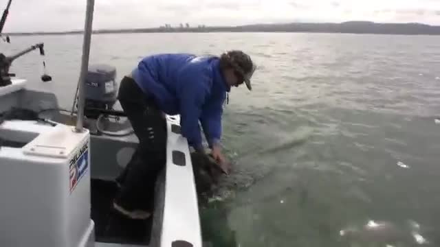 Overboard_Maverick-_Dog_jumps_on_Dolphins_(Really_Funny-Must_See)