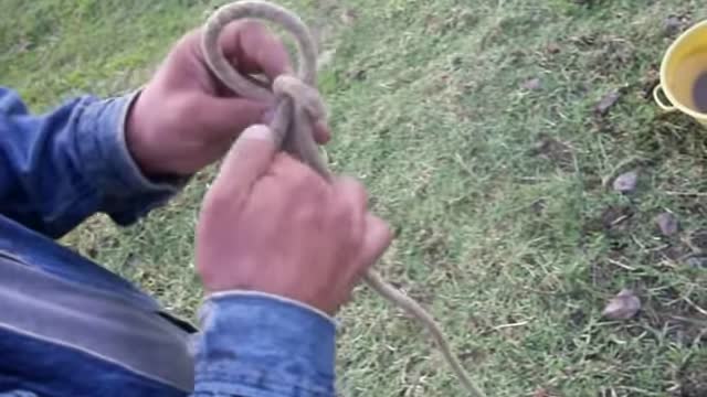 Como hacer un cabezal o jáquima para amarrar animales. Por Oscar Bernal