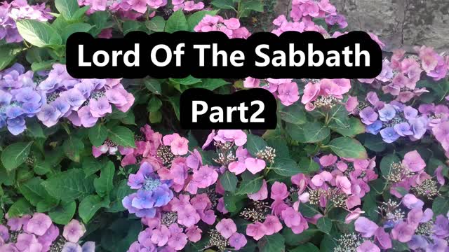 Bible Reading | Bible Study Lord Of The Sabbath Part 2