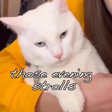 This cat misses his wife and kids