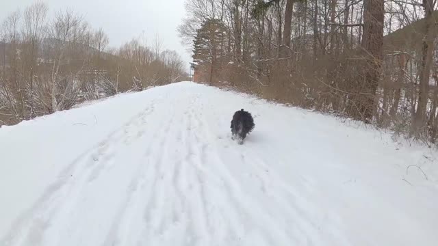 Funny dogs puppies in snow 🌨