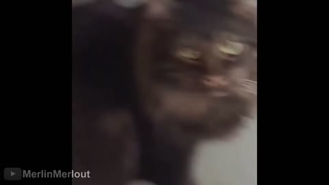 Cat believe you've done this