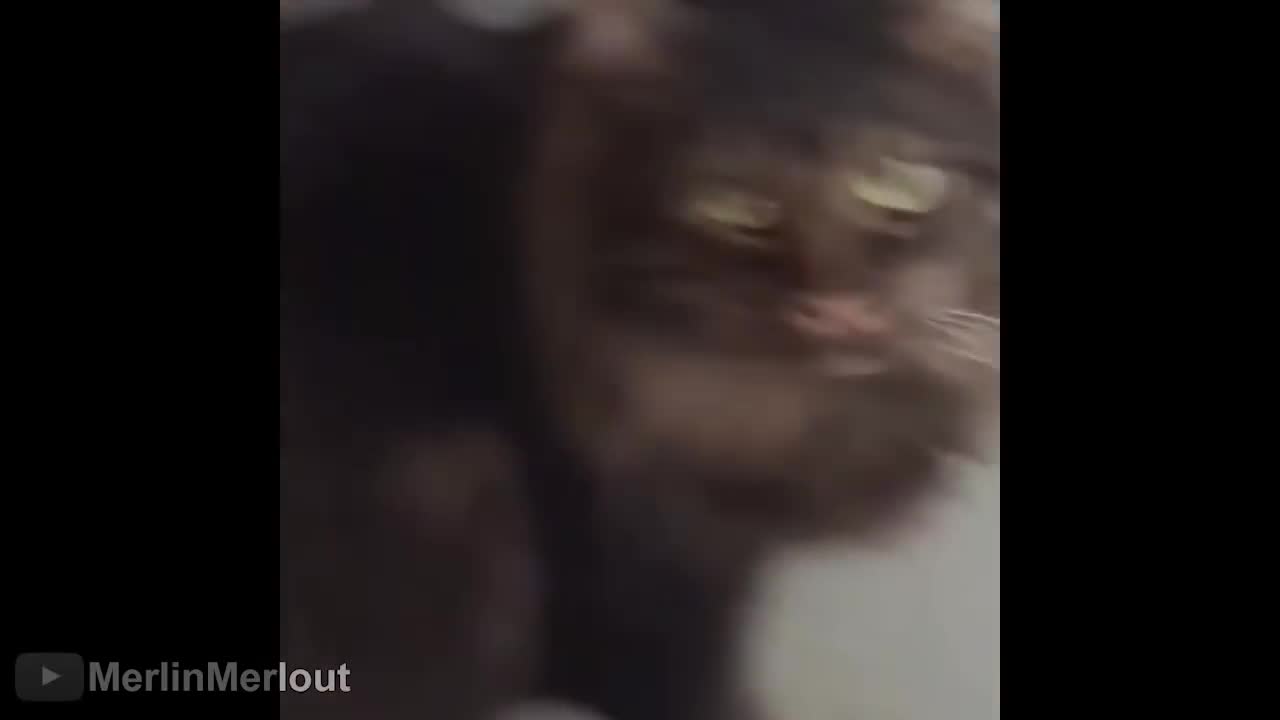 Cat believe you've done this