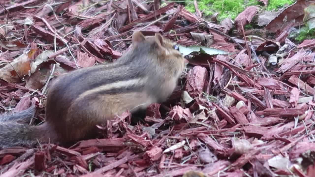 Chipmunk digs through mulch