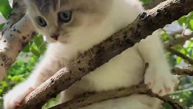 Cats Funny Cats Cute Cats | Kittens Meowi