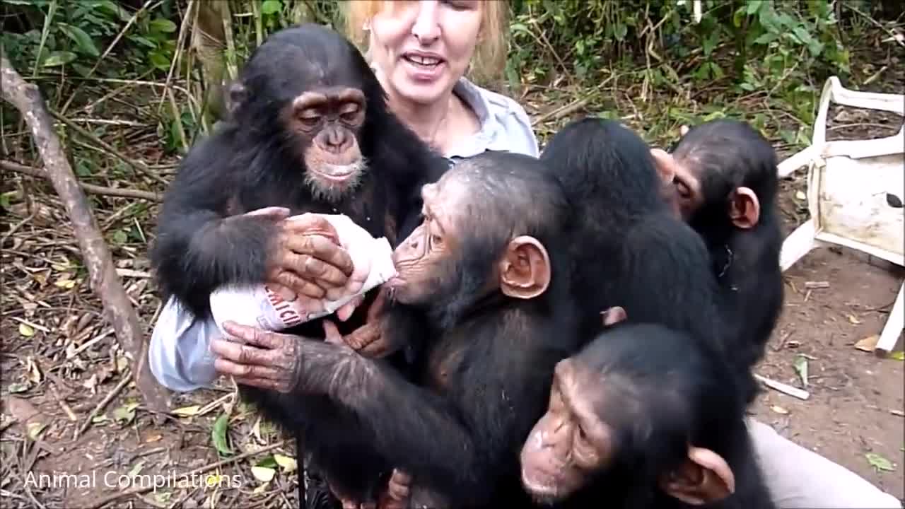 Cute baby chimpanze