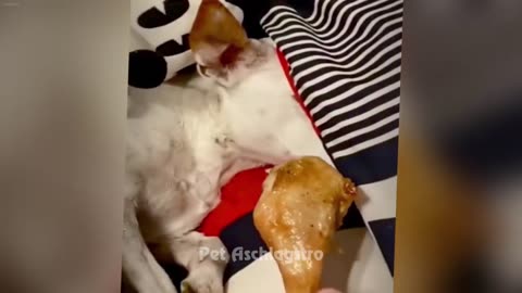 Dog and Cat Videos 6