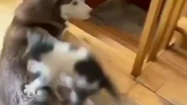 Cat and dog