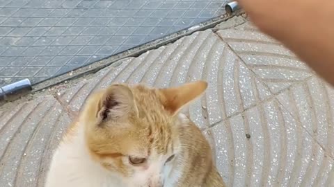 mating cat on street