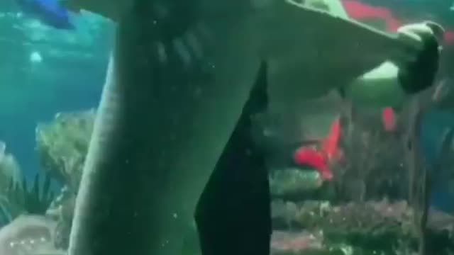 This is a beautiful and charming water-dwelling species