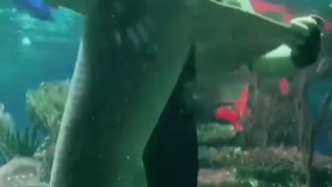 This is a beautiful and charming water-dwelling species