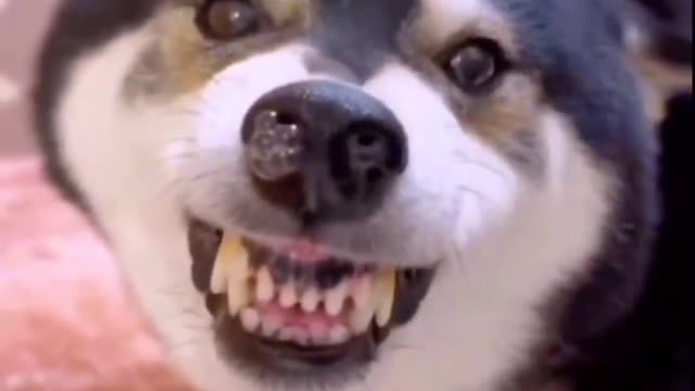 Happy life of cute puppy dog and owner