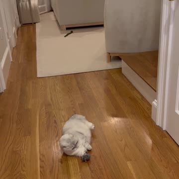 Mochi, our amputee rescue kitty, enjoying her new birthday gift romgm