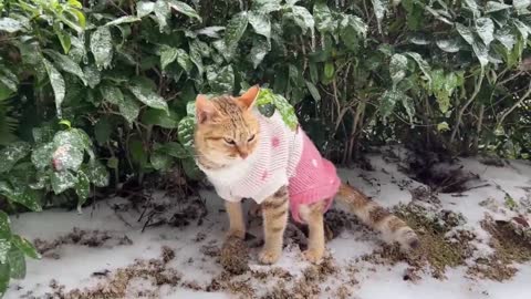 Documentary a party of cats in the snow