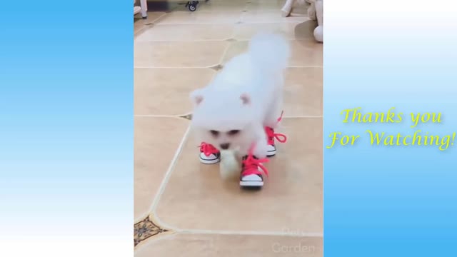 WOW.. 😱Cute Pets And Funny😂😂 Animals Compilation #short