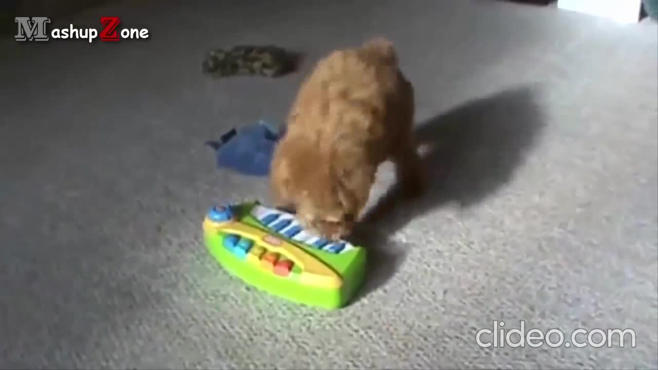 Funny puppy gets angry trying to stop piano from playing