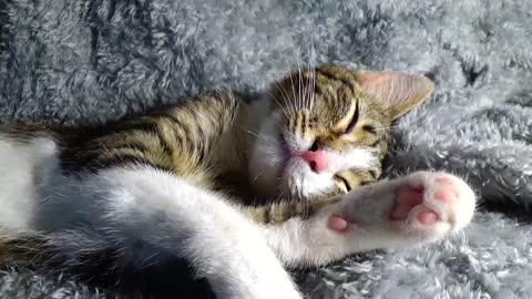 Kitten Tired after Playing All Night