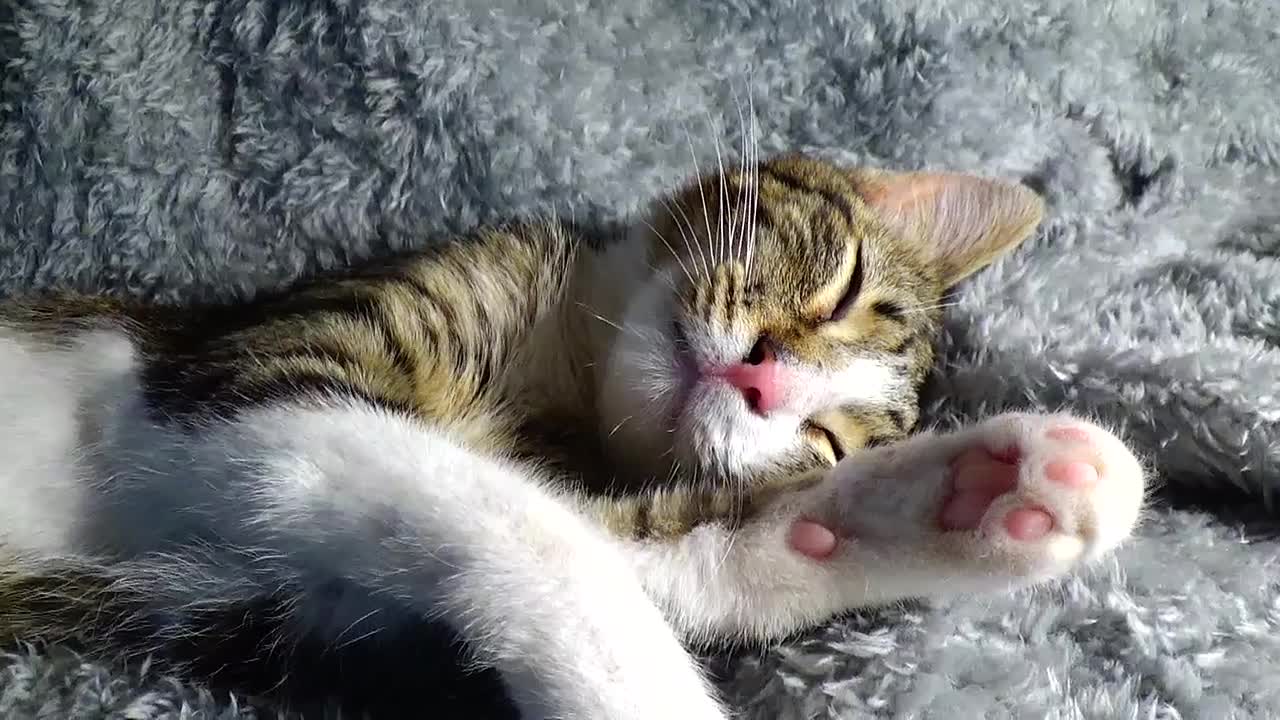 Kitten Tired after Playing All Night