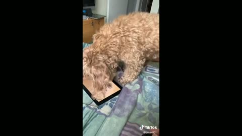 Puppy Activates Mode Star Platinum - Tiktok Puppies. (Funny Animals #286)