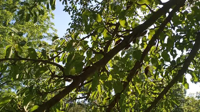 2021 Brood X Cicadas in Central Pennsylvania