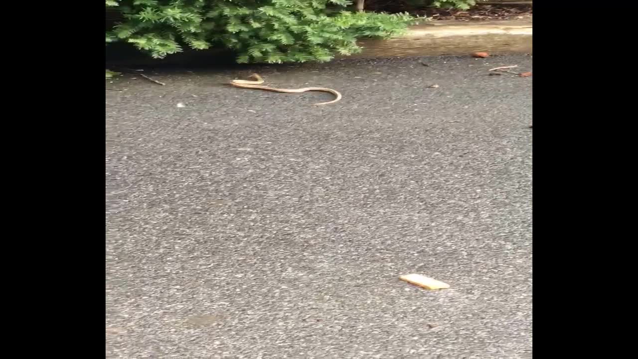 Snake crawl and climb in the garden