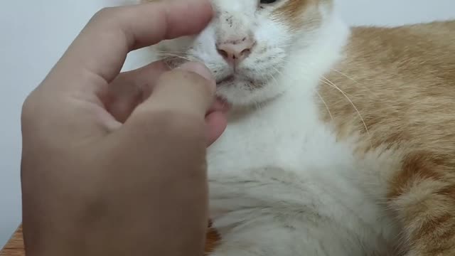 Little orange cat: don't you see me sleeping, don't disturb me.
