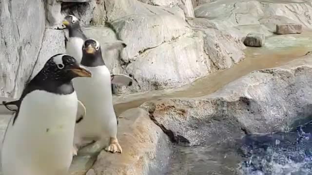 Penguins Have Returned