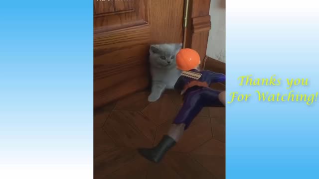 Video Funny Cats and Dogs