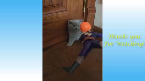 Video Funny Cats and Dogs