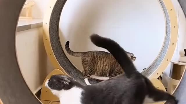 When cat owners touch their cats' beautiful fur and forgive their claws and fangs.