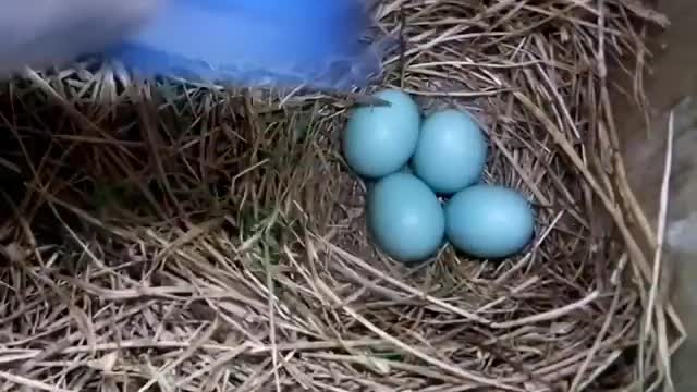 blue bird nesting and raising chiks in 45 days