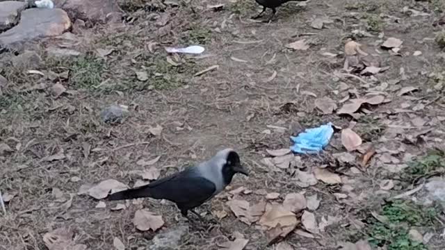 Crow Video By Kingdom of Awais