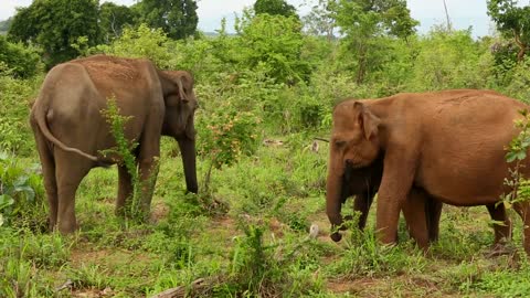 A family of elephants in the grass