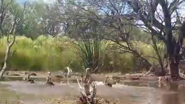 Our best videos with its natural ambient sound.