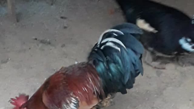 Chicken and duck eat rice together