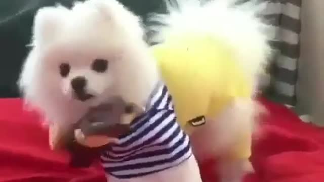 TRY NOT TO LAUGH 🐶😺🙉 Funniest Dogs Video