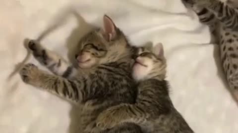 Siblings Cuddling😻😻