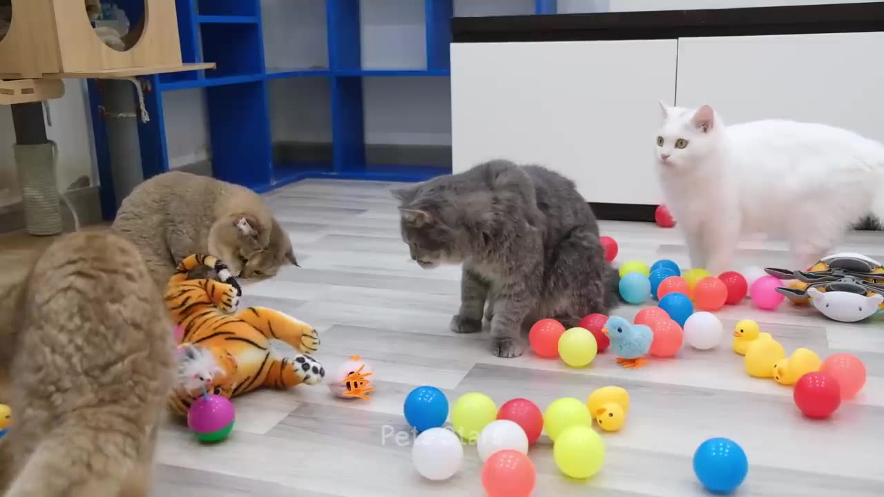 Funny Cat Video