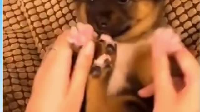 cute puppies getting ready