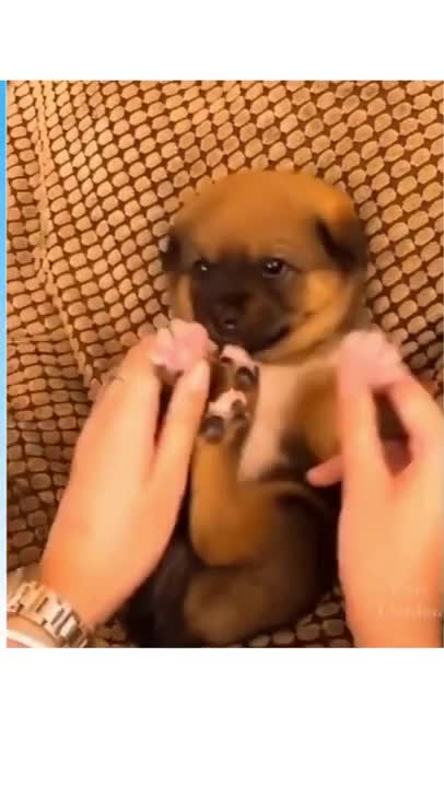 cute puppies getting ready