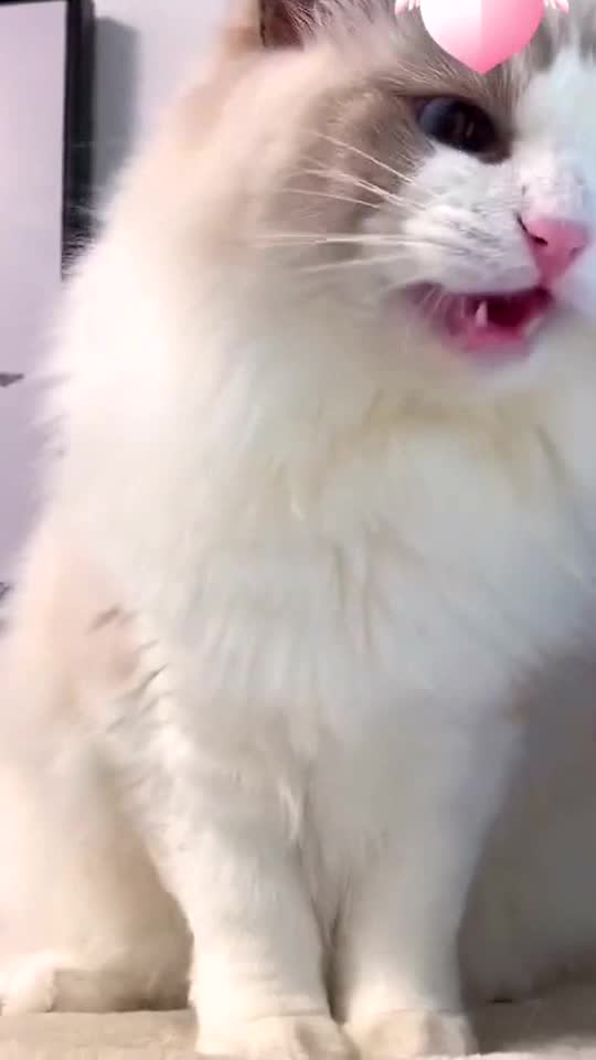 Some cats growl and growl.